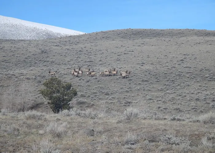 4 Bears