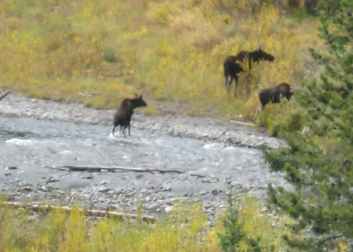 Frühstückspension 4 Bears Meeteetse
